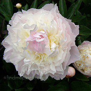 Paeonia lactiflora - Baroness Shroder (Peony)