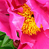 Paeonia lactiflora - Bowl of Beauty - Peony