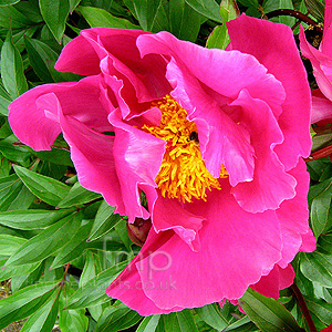 Paeonia lactiflora - 'Bowl of Beauty' (Peony)