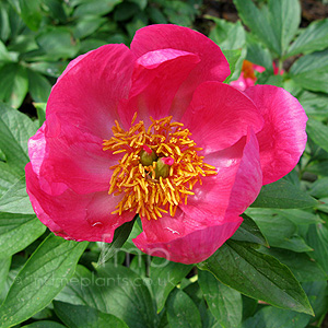 Paeonia - 'China Rose' (Peony, Paeonia)