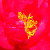 Paeonia - Ellen Cowley