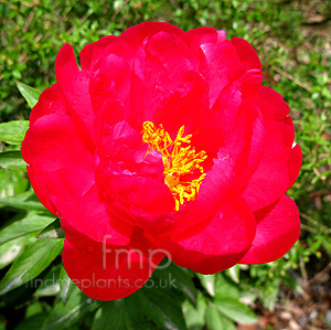 Paeonia - 'Ellen Cowley'