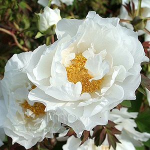 Paeonia Hak uo-Jishi (Peony)