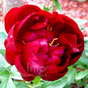 Paeonia - 'John Harvard'