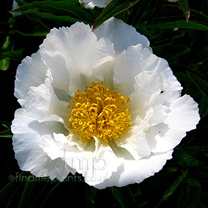 Paeonia lactiflora - 'Krinkled White'