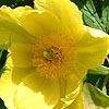 Paeonia lutea - Tree Peony