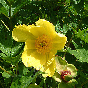 Paeonia lutea (Tree Peony)