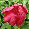 Paeonia peregrina - Peony