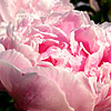 Paeonia lactiflora - Sarah Bernhardt