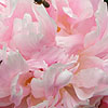 Paeonia - Shirley Temple - Peony