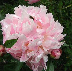 Paeonia - 'Shirley Temple' (Peony)