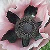 Papaver orientale - Cedric Morris - Papaver, Poppy