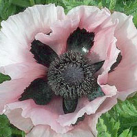 Papaver orientale - 'Cedric Morris' (Papaver, Poppy)