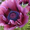 Papaver orientale - Patty May - Papaver, Poppy