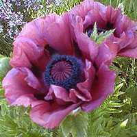 Papaver orientale - 'Patty May' (Papaver, Poppy)