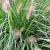 Pennisetum alopecuroides - Fountain grass, Pennisetum