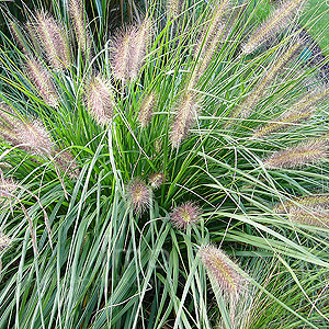Pennisetum alopecuroides (Fountain Grass, Pennisetum)