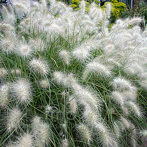 Pennisetum villosum (Fountain Grass, Pennisetum)