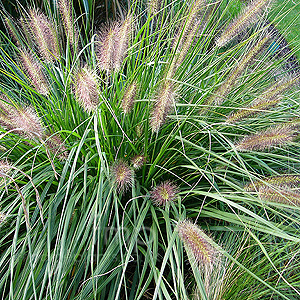 Pennisetum alopecuroides - 'Woodside' (Fountain Grass)