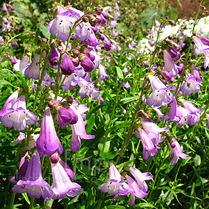 Penstemon - 'Alice Hindley' (Penstemon)