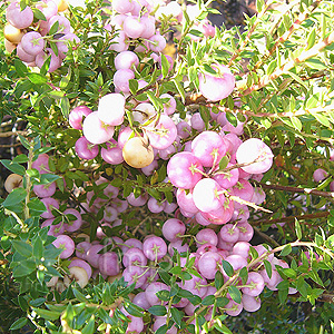 Pernettya mucronata - 'Mascala' (Pernettya)