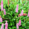 Persicaria - Kewform - Knotweed