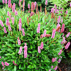 Persicaria - 'Kewform' (Knotweed)