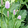 Persicaria bistorta - Superba - Knotweed