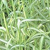 Phalaris arundinacea - Feeseys Form