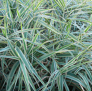 Phalaris arundinacea - 'Picta'