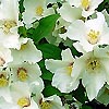 Philadelphus - Sybille - Mock Orange, Philadelphus