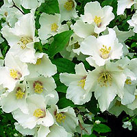 Philadelphus - 'Sybille' (Mock Orange, Philadelphus)