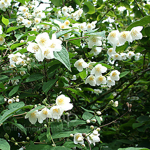 Philadelphus delavayi - 'Calvescens'