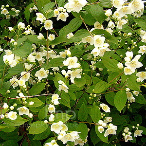 Philadelphus caucasicus (Mock Orange)