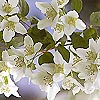 Philadelphus coronarius