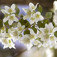 Philadelphus coronarius