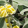 Phlomis fruticosa - Jerusalem Sage, Phlomis