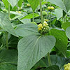 Phlomis cashmeriana - Jerusalem Sage, Phlomis