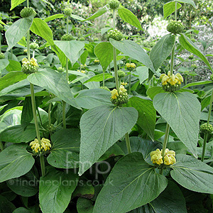 Phlomis cashmeriana (Jerusalem Sage, Phlomis)