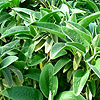 Phlomis chrysophylla - Jerusalem Sage