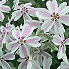 Phlox subulata