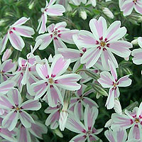 Phlox subulata