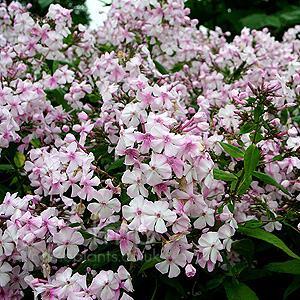 Phlox paniculata - 'Discovery'