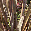 Phormium tenax - Purpureum - Flax Lily