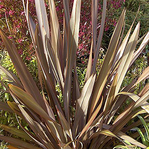 Phormium tenax - 'Purpureum' (Flax Lily)