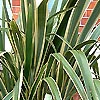 Phormium cookianum - Cream Delight - New Zealand Flax