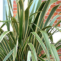 Phormium cookianum - 'Cream Delight' (New Zealand Flax)