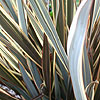 Phormium - Alison Blackman - New Zealand Flax