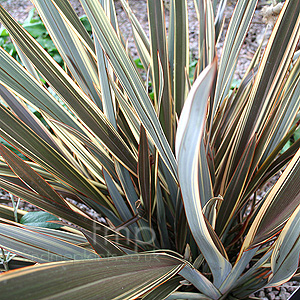 Phormium - 'Alison Blackman' (New Zealand Flax)