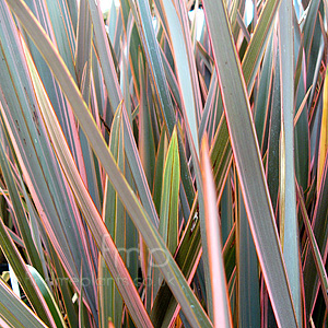 Phormium - 'Rainbow Queen' (New Zealand Flax)